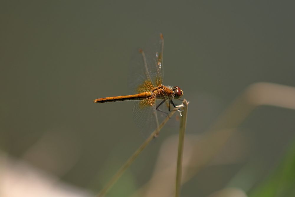 Photograph by Светлана Долотова
