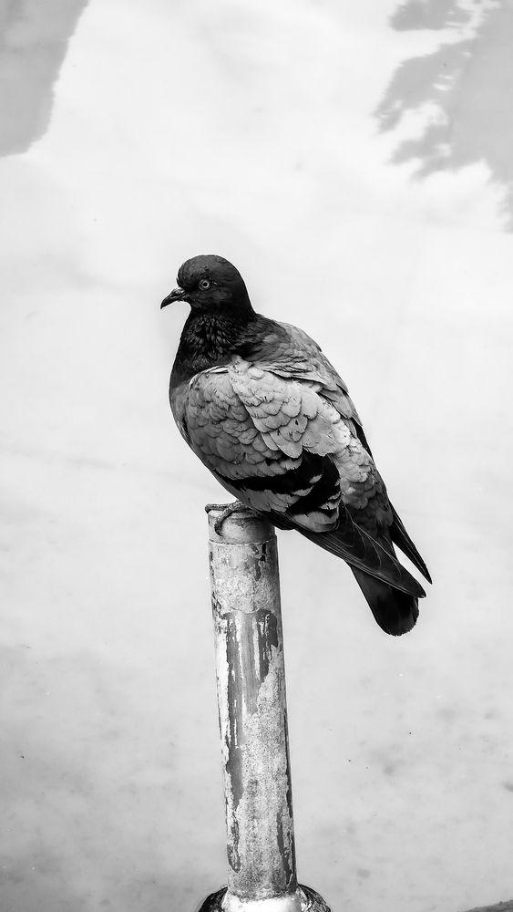 Photograph by Наиля Ахмедова