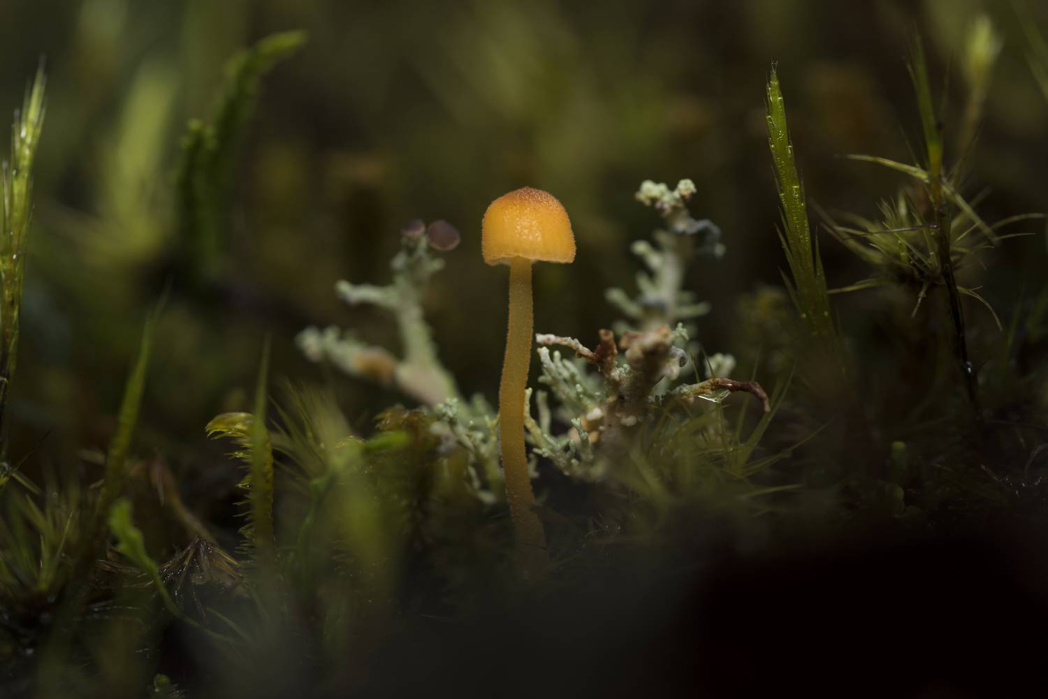 Bonnet