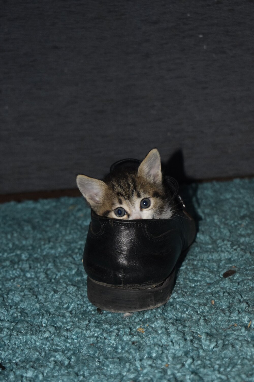 Photo #13678188