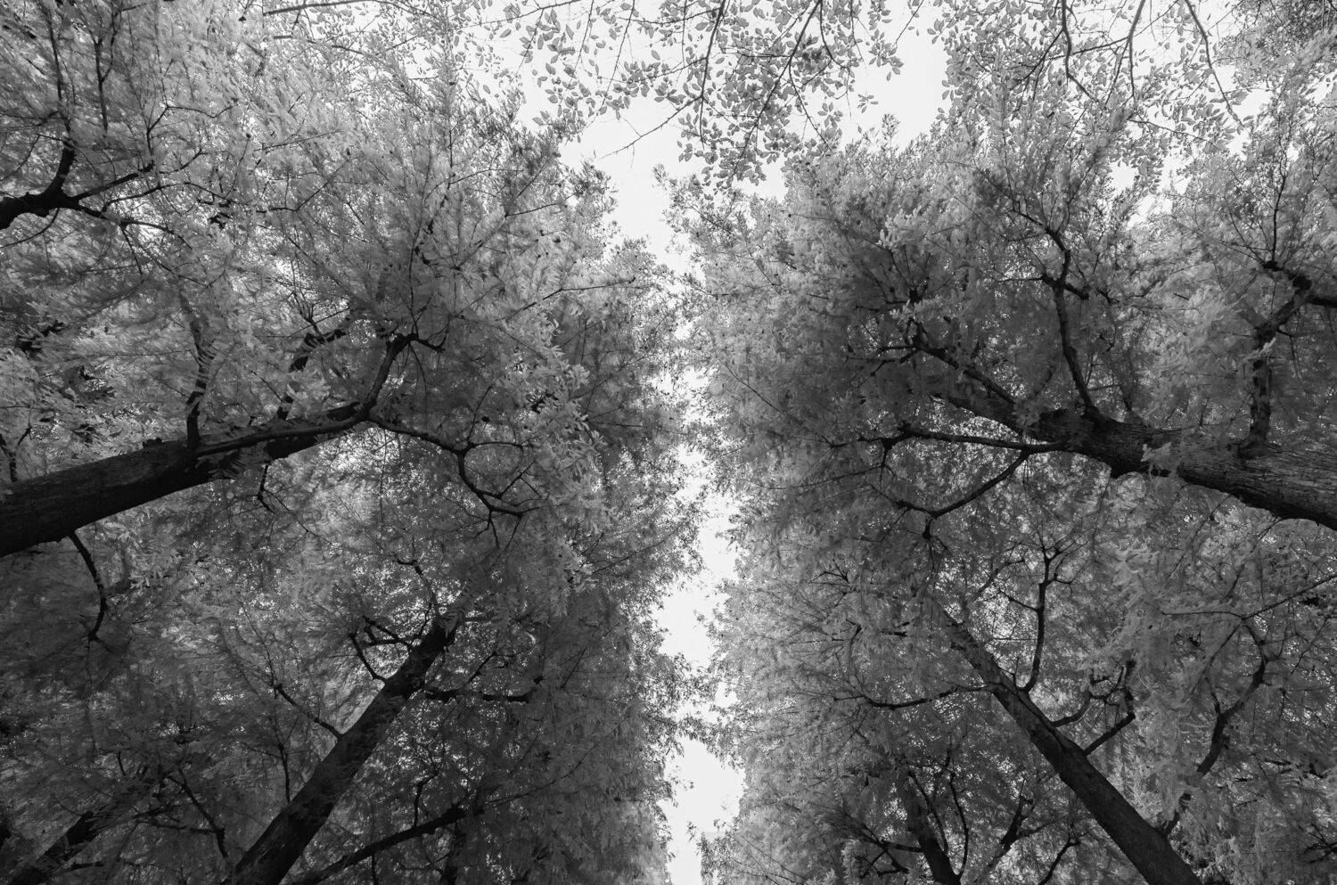 Trees in the park