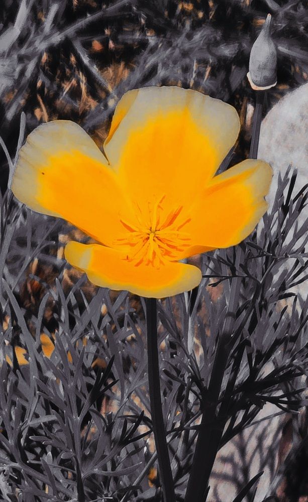 Photograph by R P
