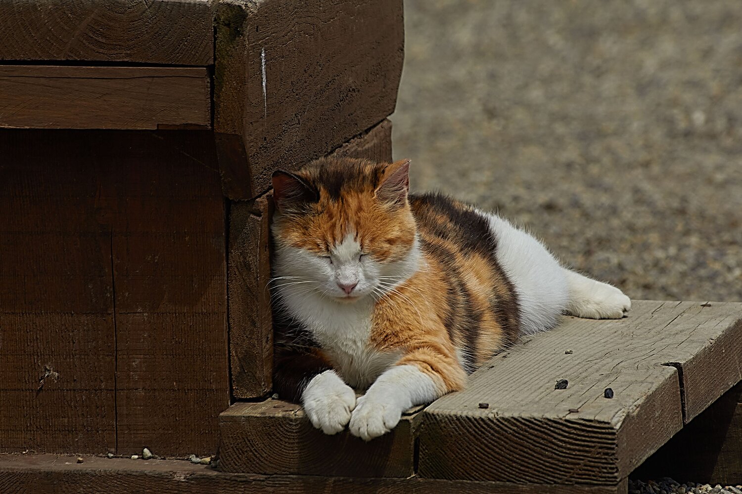 Photo #13678570