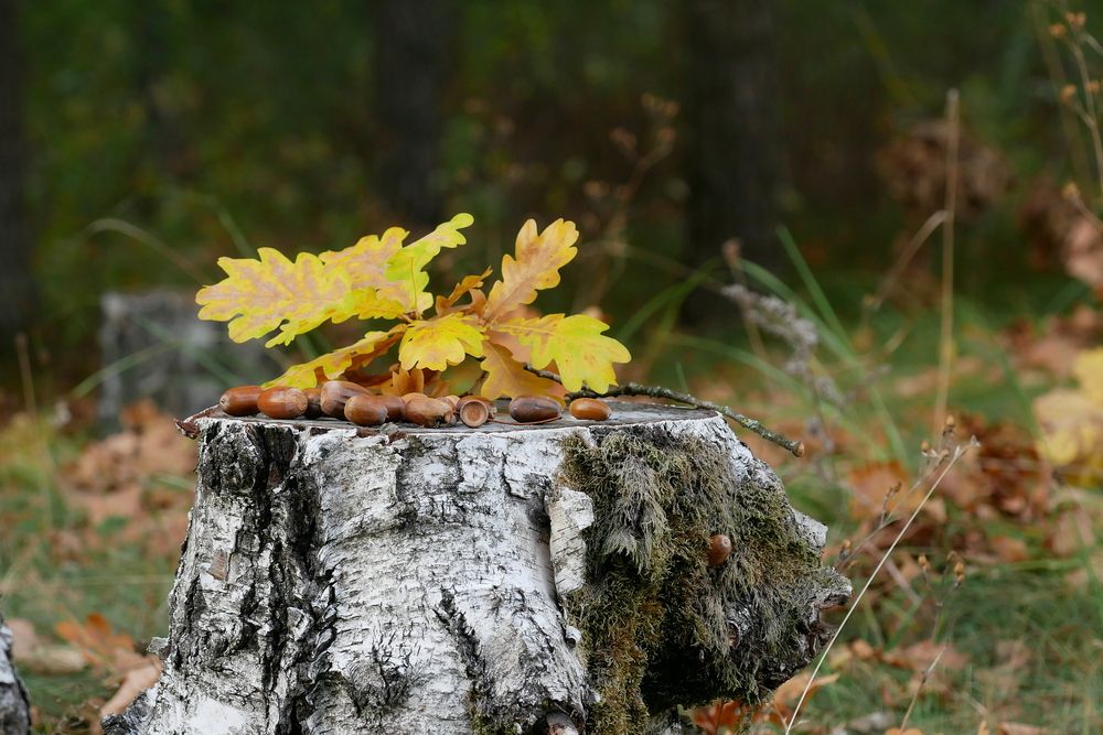 Photograph by Владимир Лобанов
