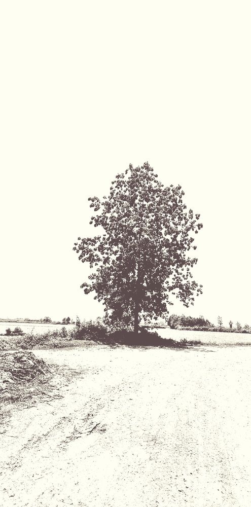 Photograph by Sam Esfahani