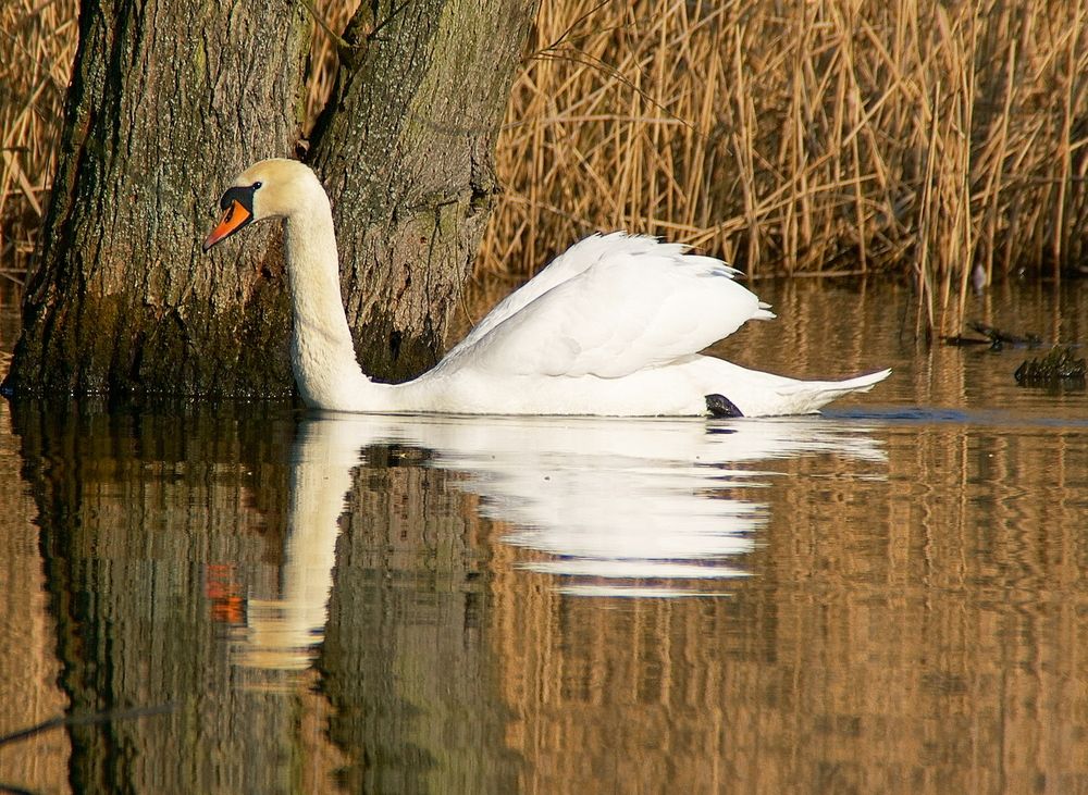 Photograph by Sergej Roor