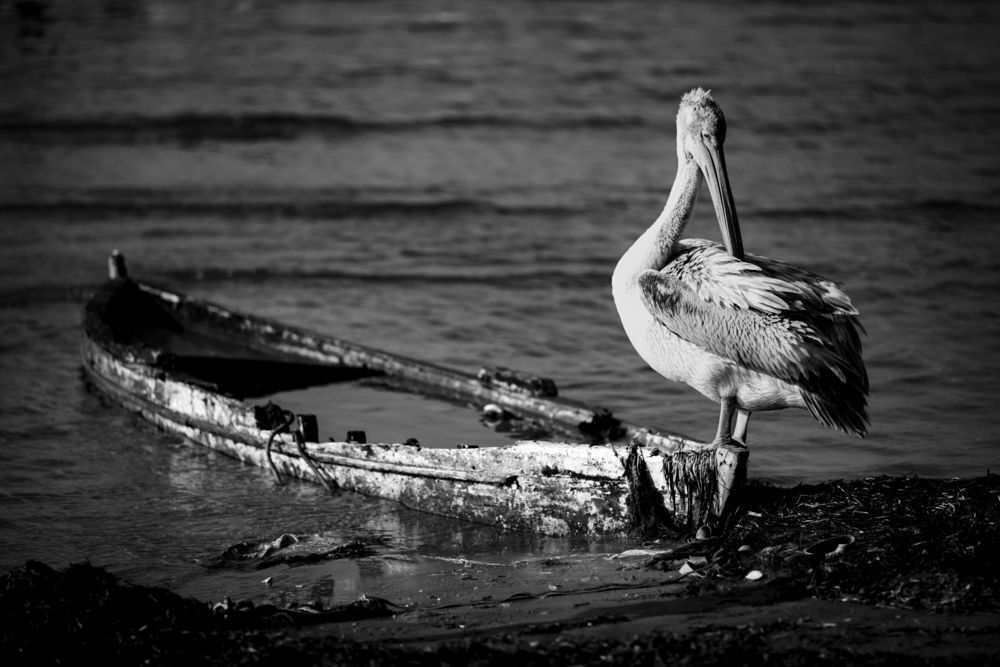 Photograph by ibrahim UTANIR