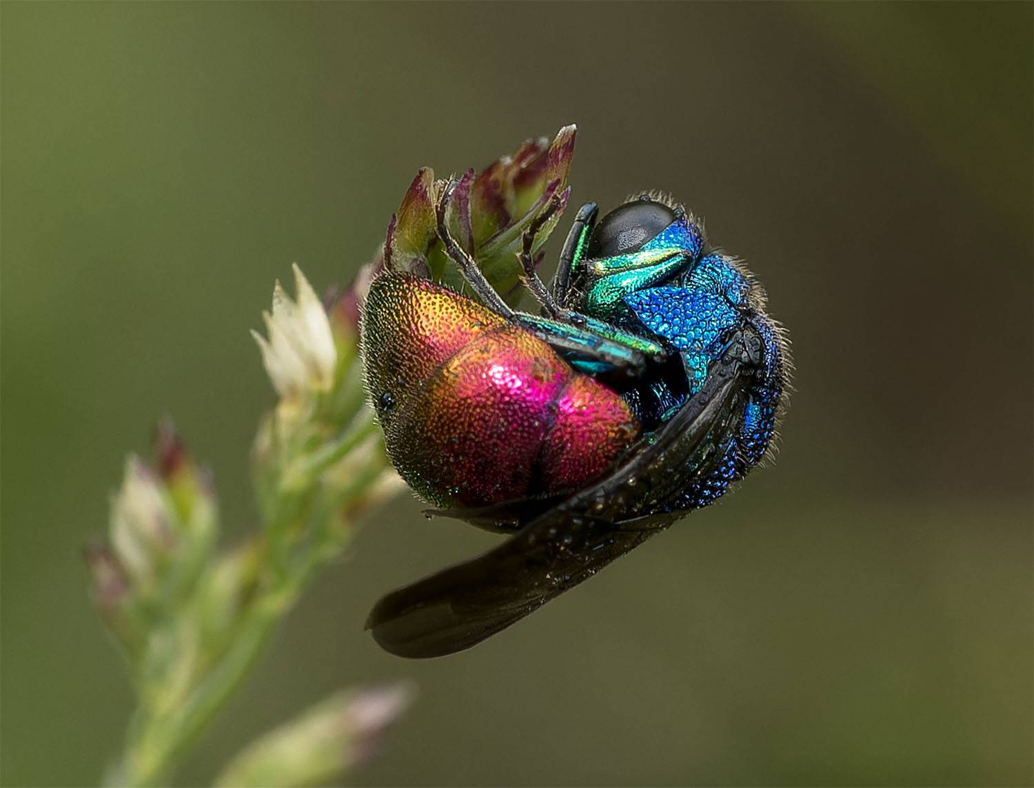 gold wasp