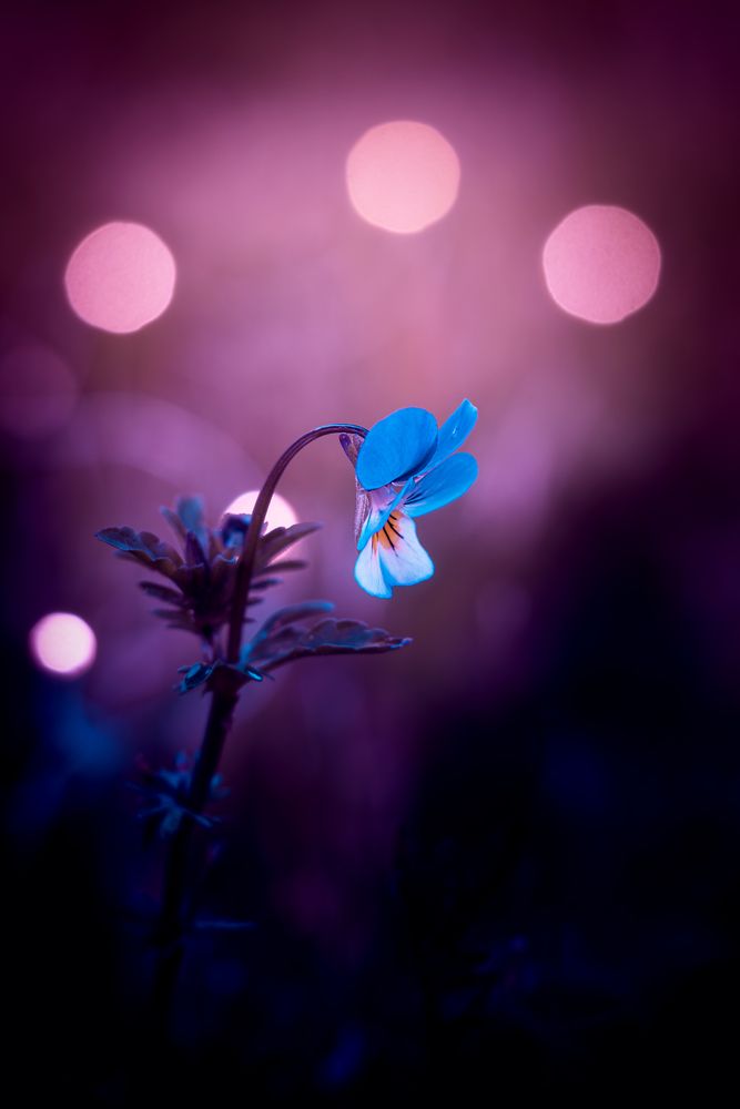 Photograph by Белокуров Сергей