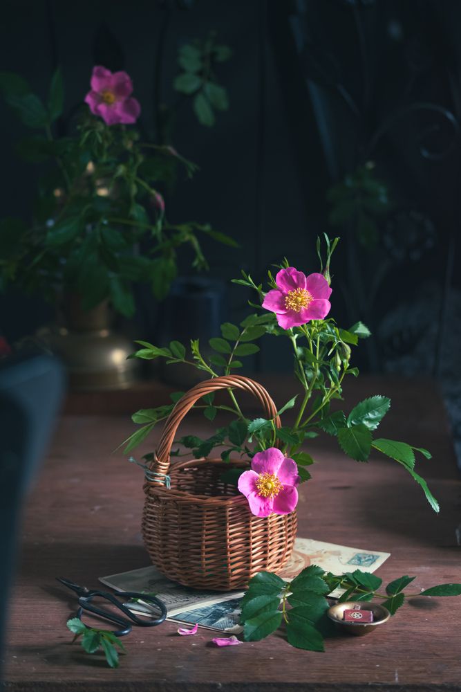 Wild Rose