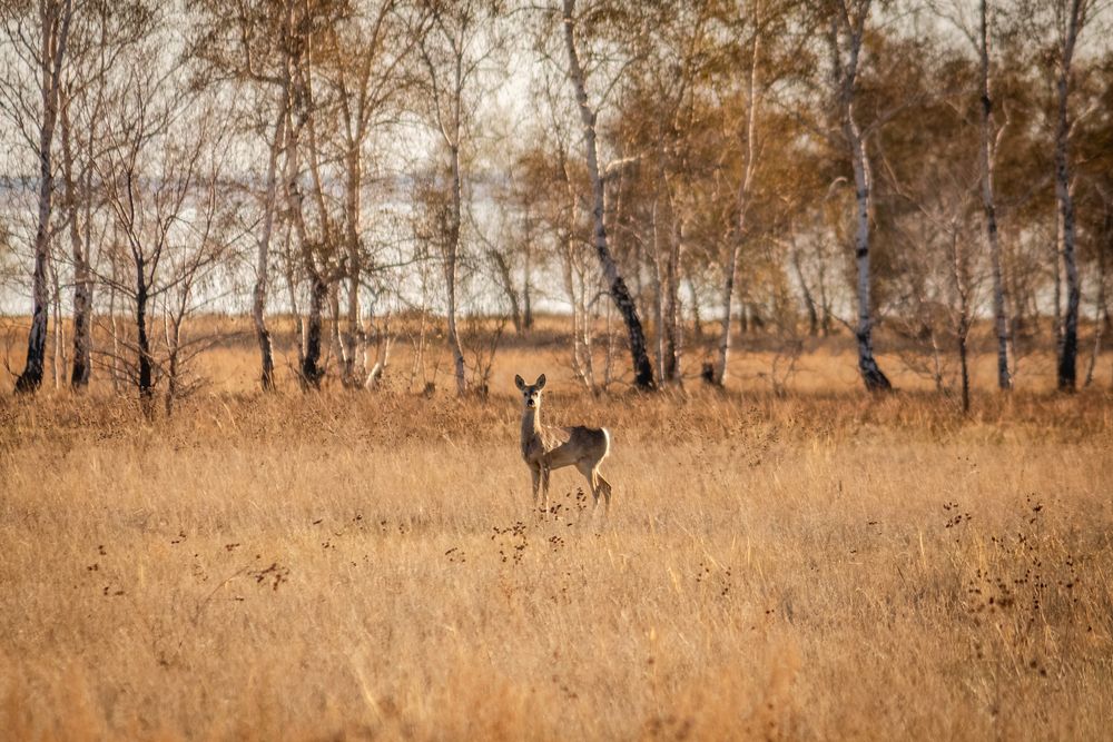 Photograph by Софья Гелевера