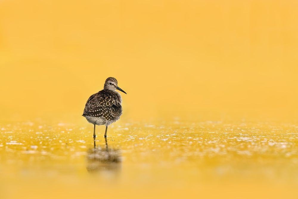 In the gold
