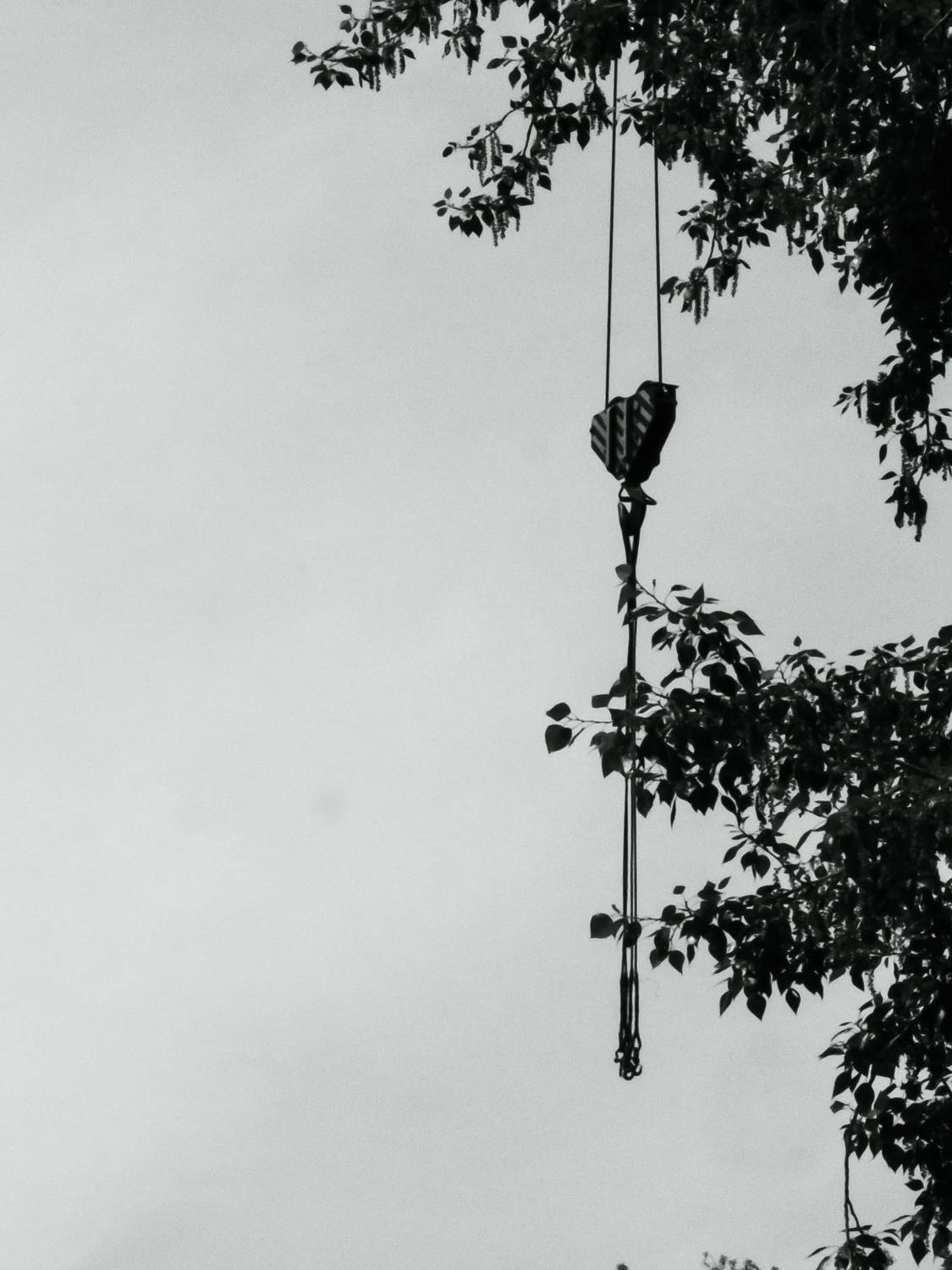 Photo #13680223