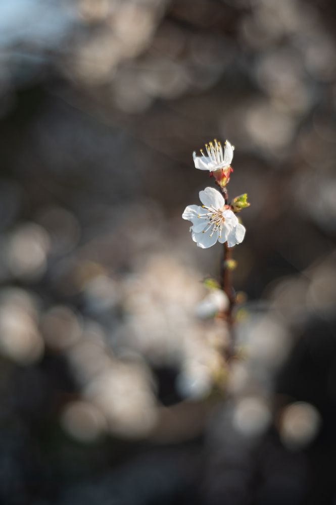Photograph by Лариса Елисеева