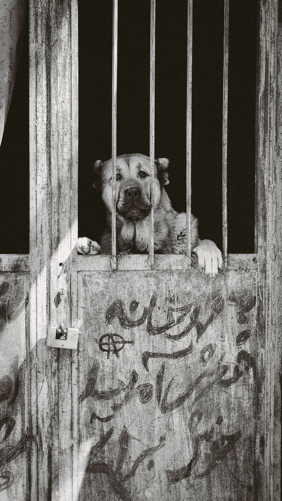 Photograph by Parsa Mohammadinejad