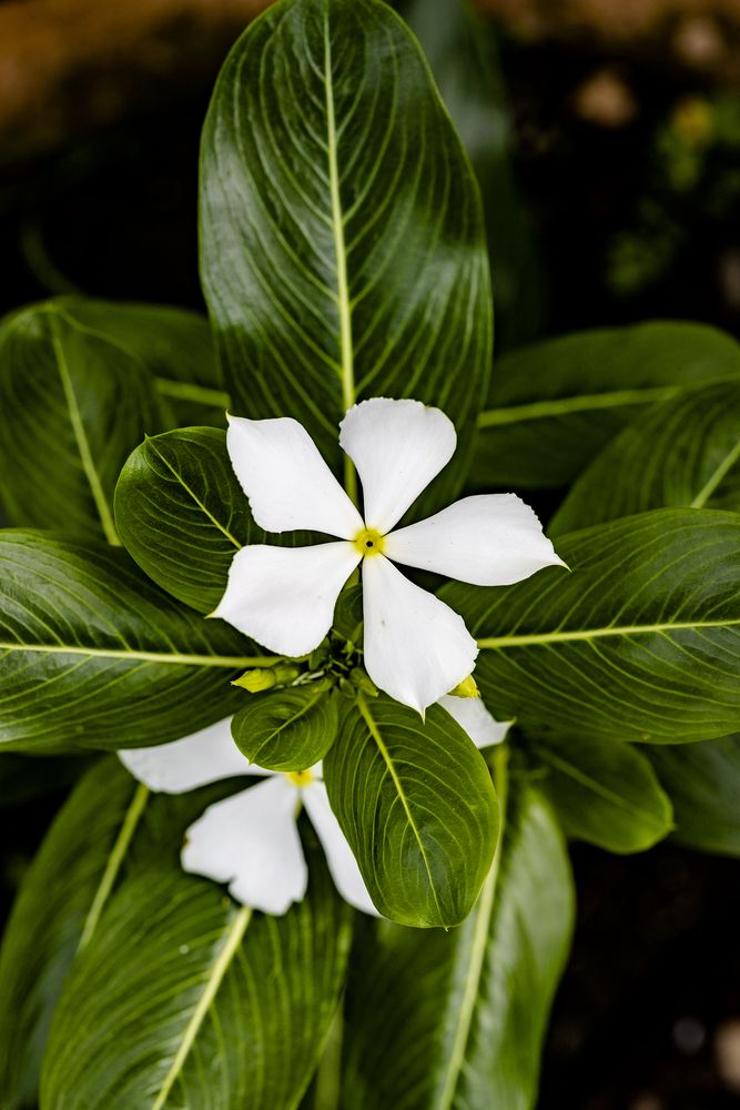 Фотография автора Kirti Kishor Joshi