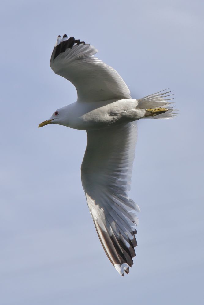 СИЗАЯ ЧАЙКА (Larus canus)