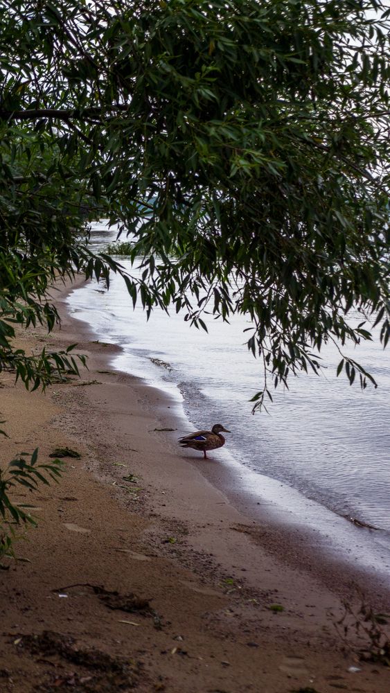 Photograph by Valshnep