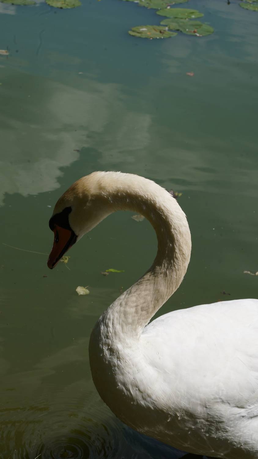 Photo #13680798