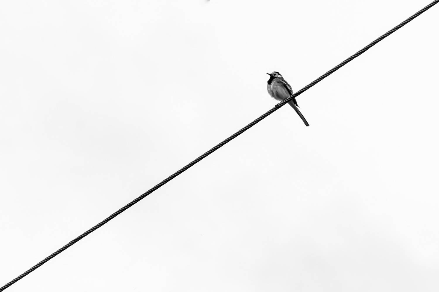 Photo #13680936
