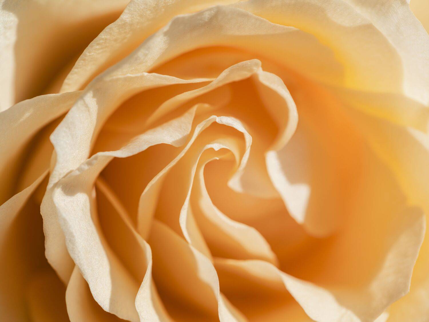 Velvet Folds of Dawn