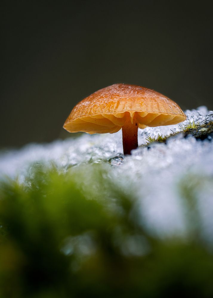 Photograph by RIDWANSYAH