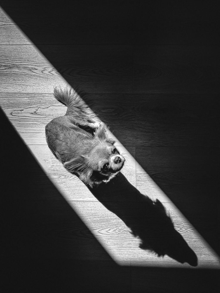 Photo #13681947