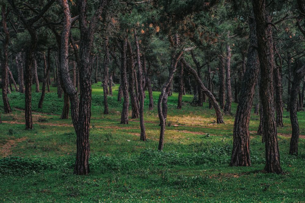 Photograph by Никита Борзов