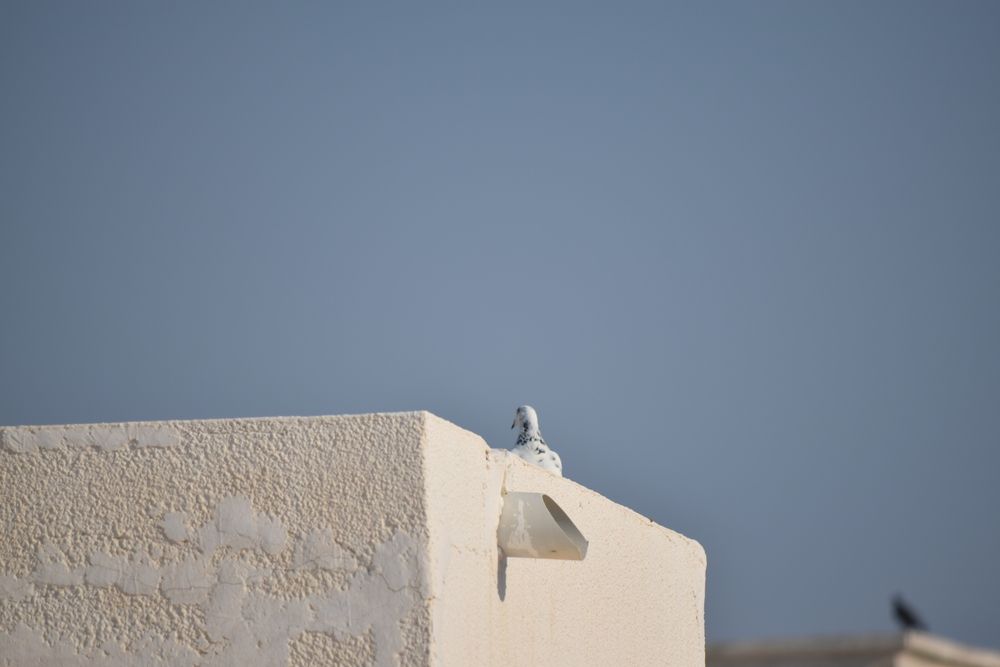 Photograph by Nourane Bouadjila