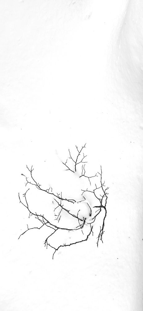 Photograph by Дина Темницкая