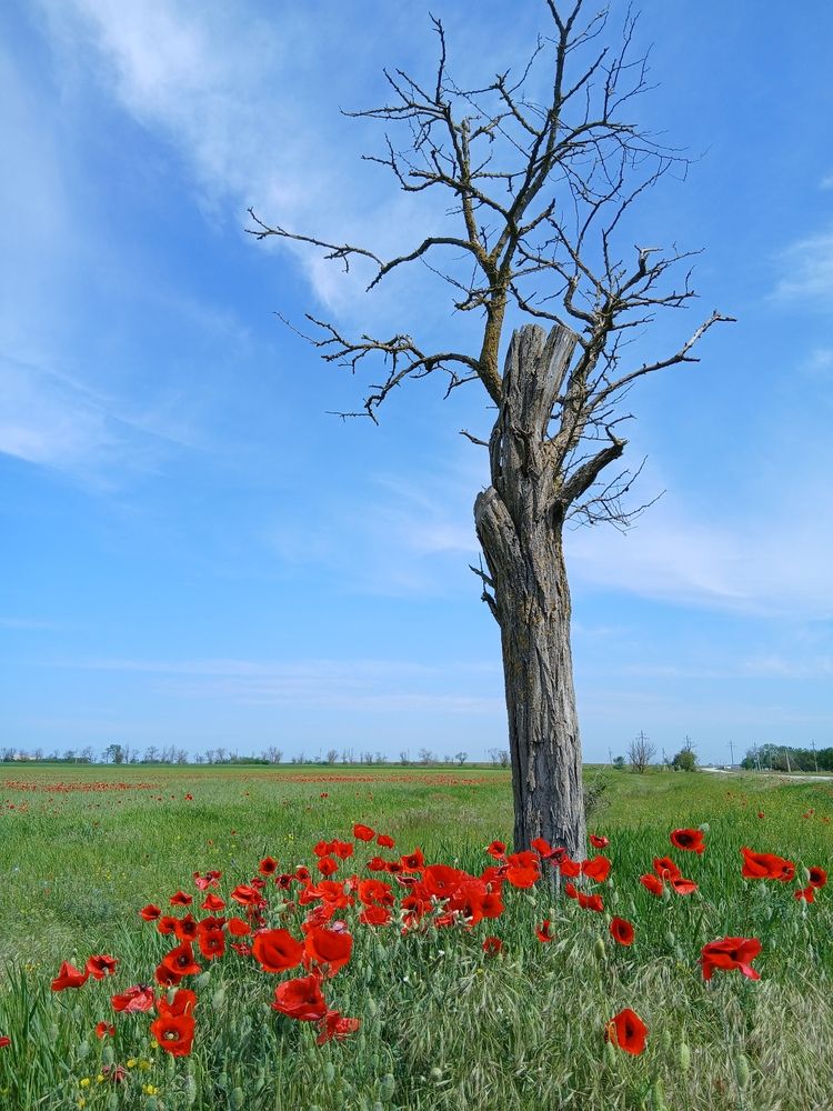 Photograph by Остапчук Ольга