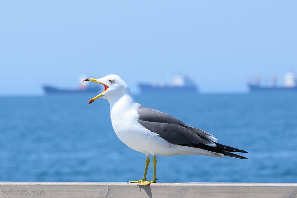 Photograph by Алексей Бузуев