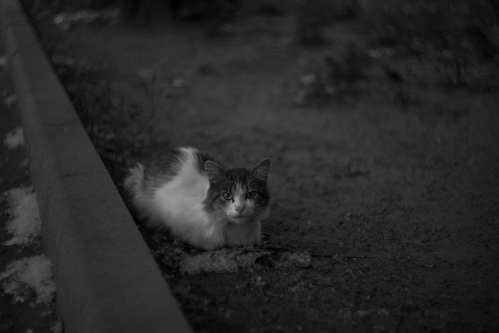 Photograph by Алексей Бузуев