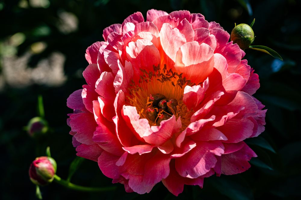 Photograph by Алексей Бузуев