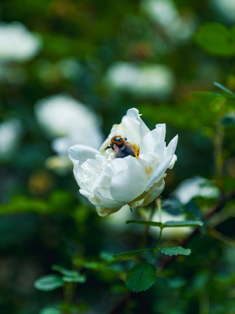 In White Embraces