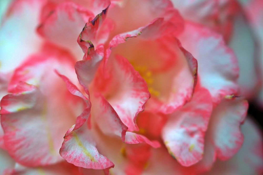 Macro camellia