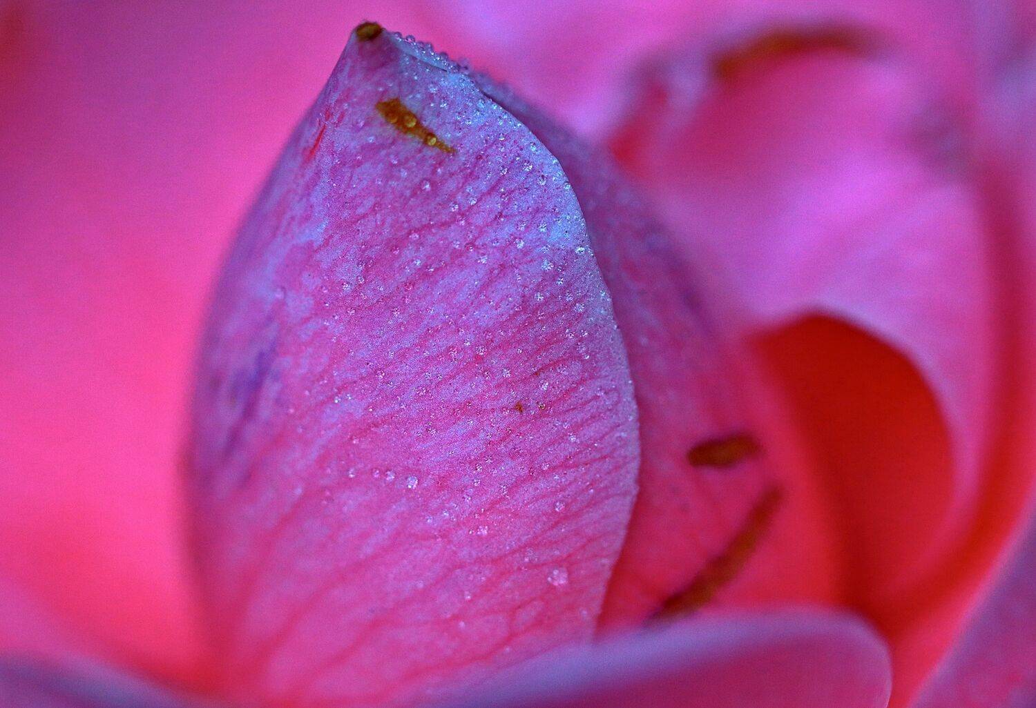 Wet camellia flower