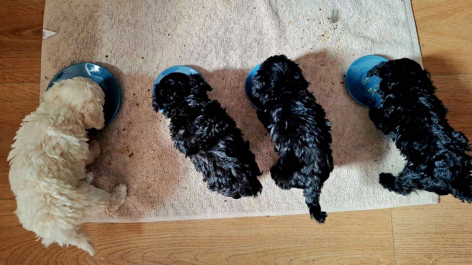 Purebred Poodle Lineup
