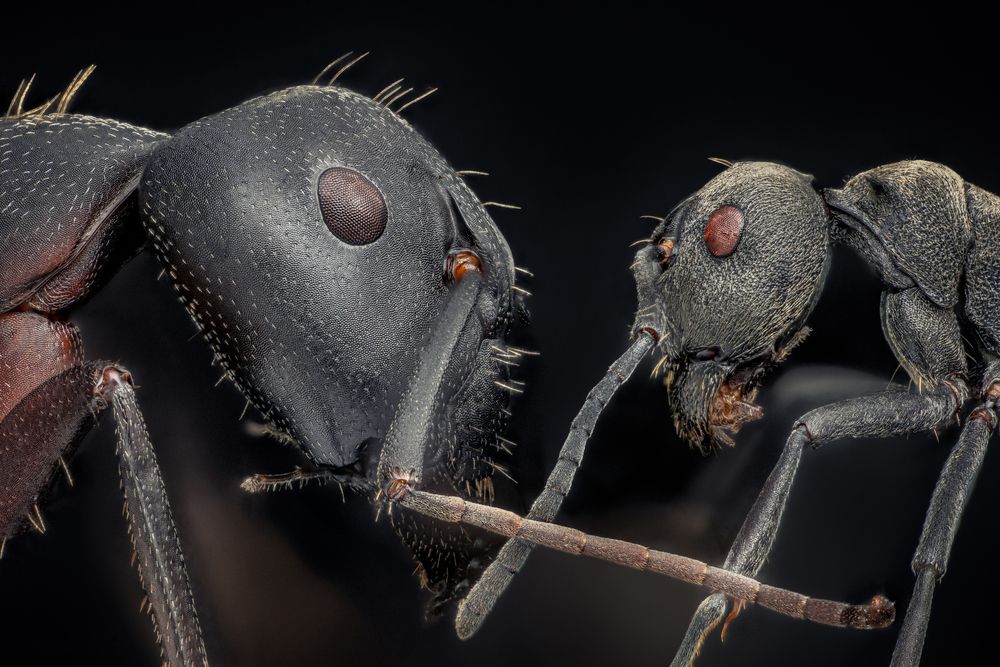Carpenter ant and spiny ant · Hormiga carpintera y hormiga espinosa · Camponotus sp. & Polyrhachis diotima
