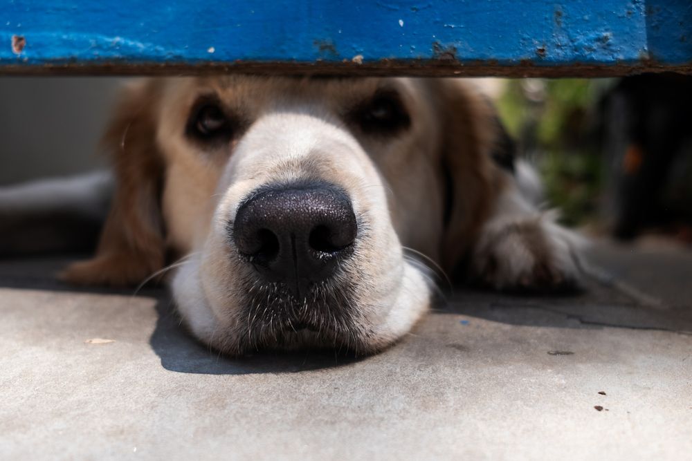The Face Of Loneliness