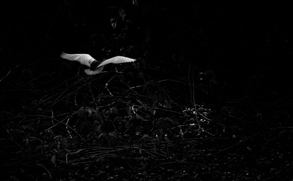 Photo #13683034
