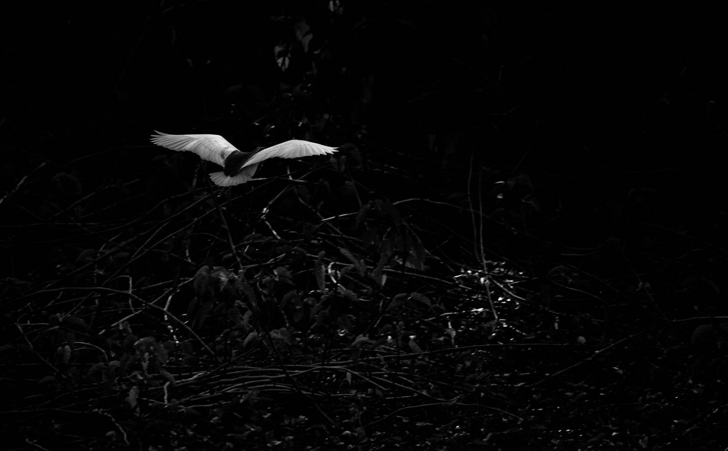 Photo #13683034