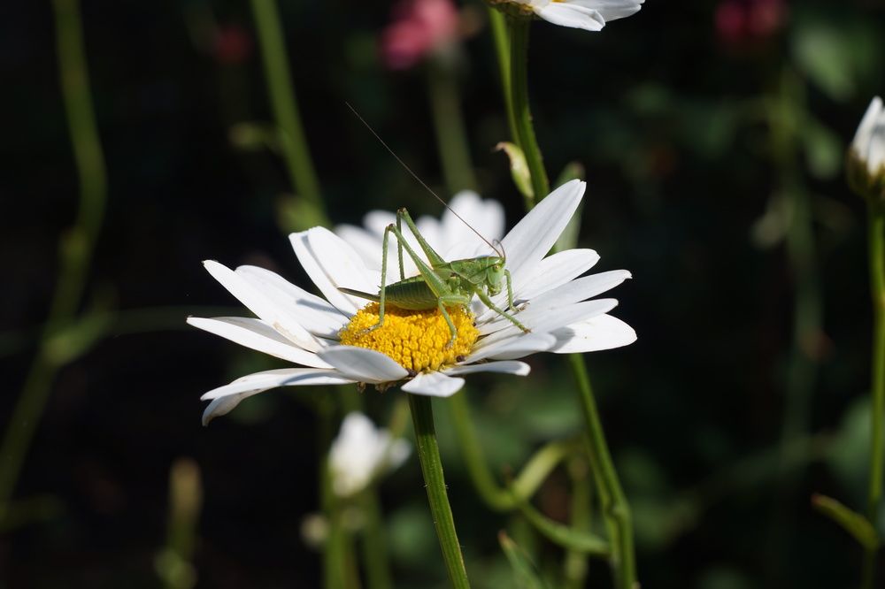 Photograph by Владимир Кульгускин