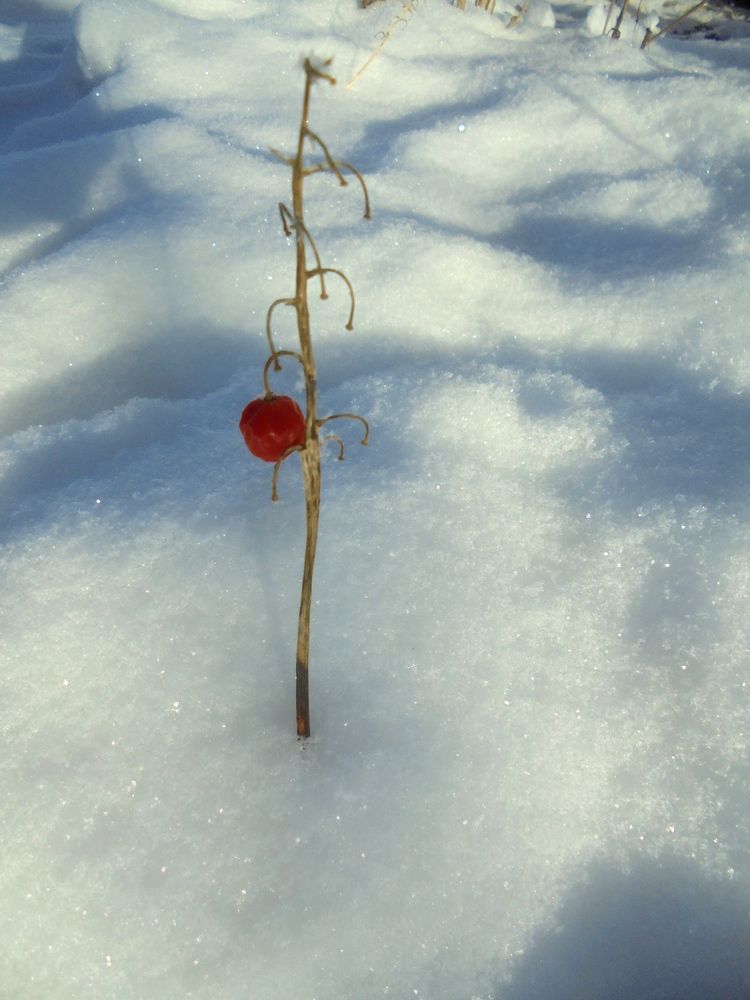 Photo #13683257