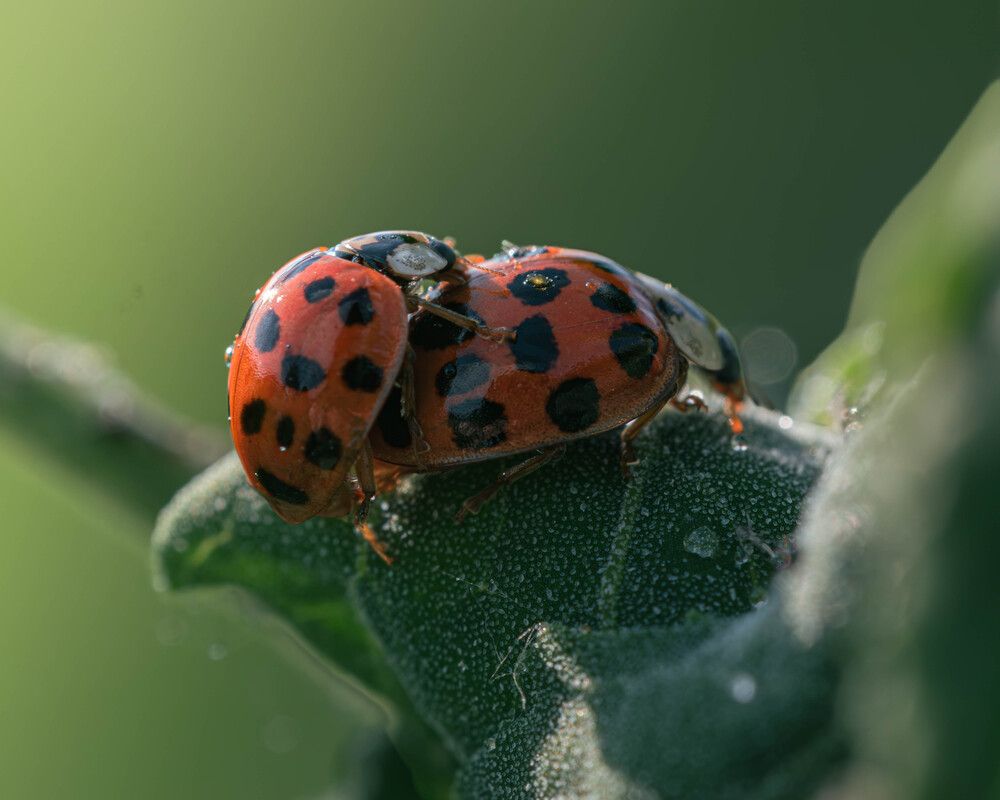 Photograph by Milan Djordjevic