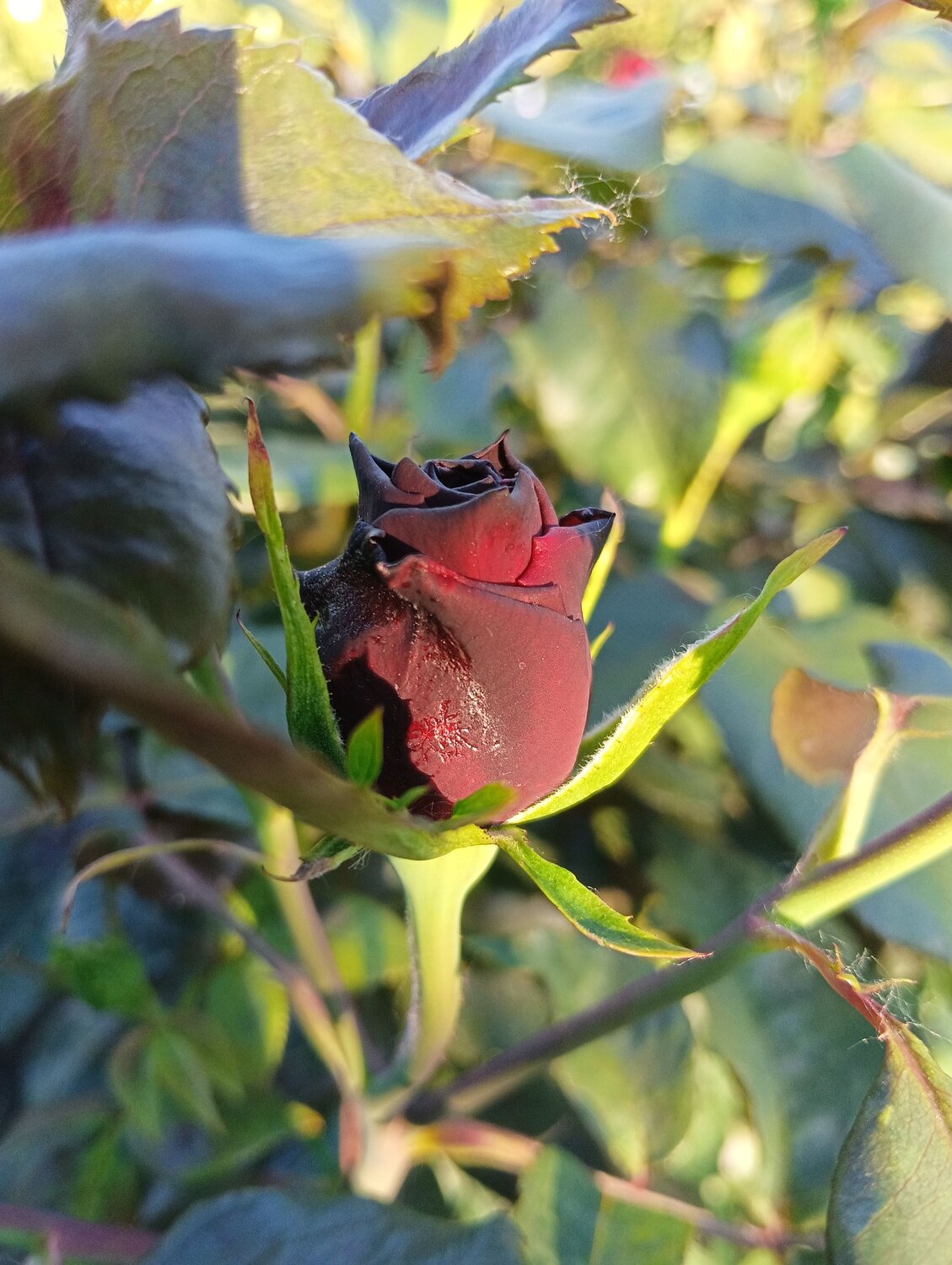 Photo #13683420