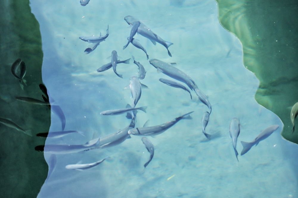 Photograph by Olga Asson