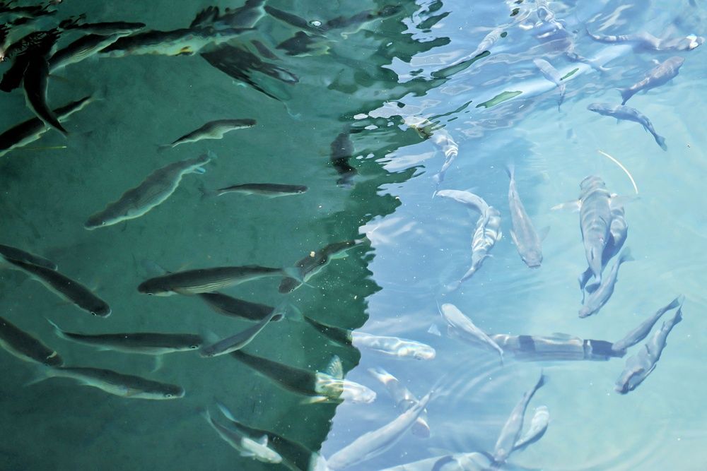 Photograph by Olga Asson