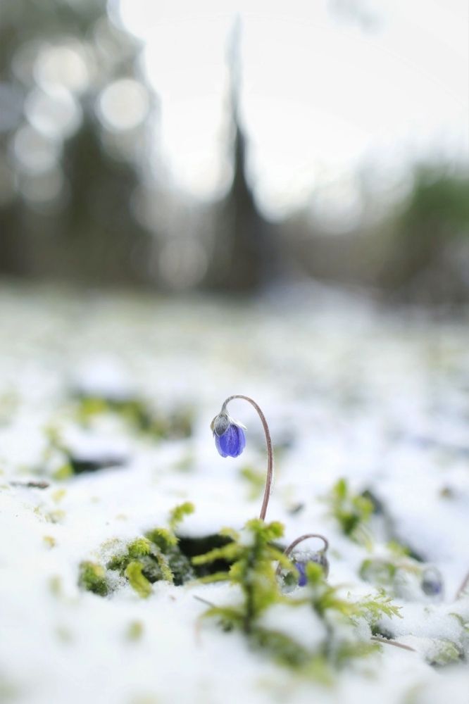 Photograph by Микрокосмос Владимир