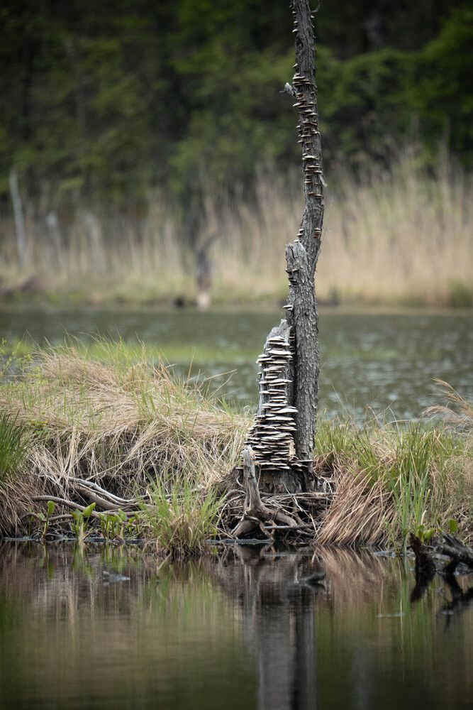 Photograph by Игорь Иванов